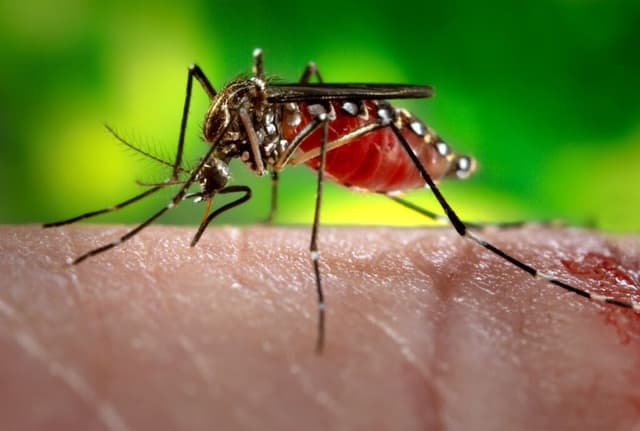 Dengue en Perú: la importancia de la vacunación ante el impacto de El Niño y las lluvias intensas